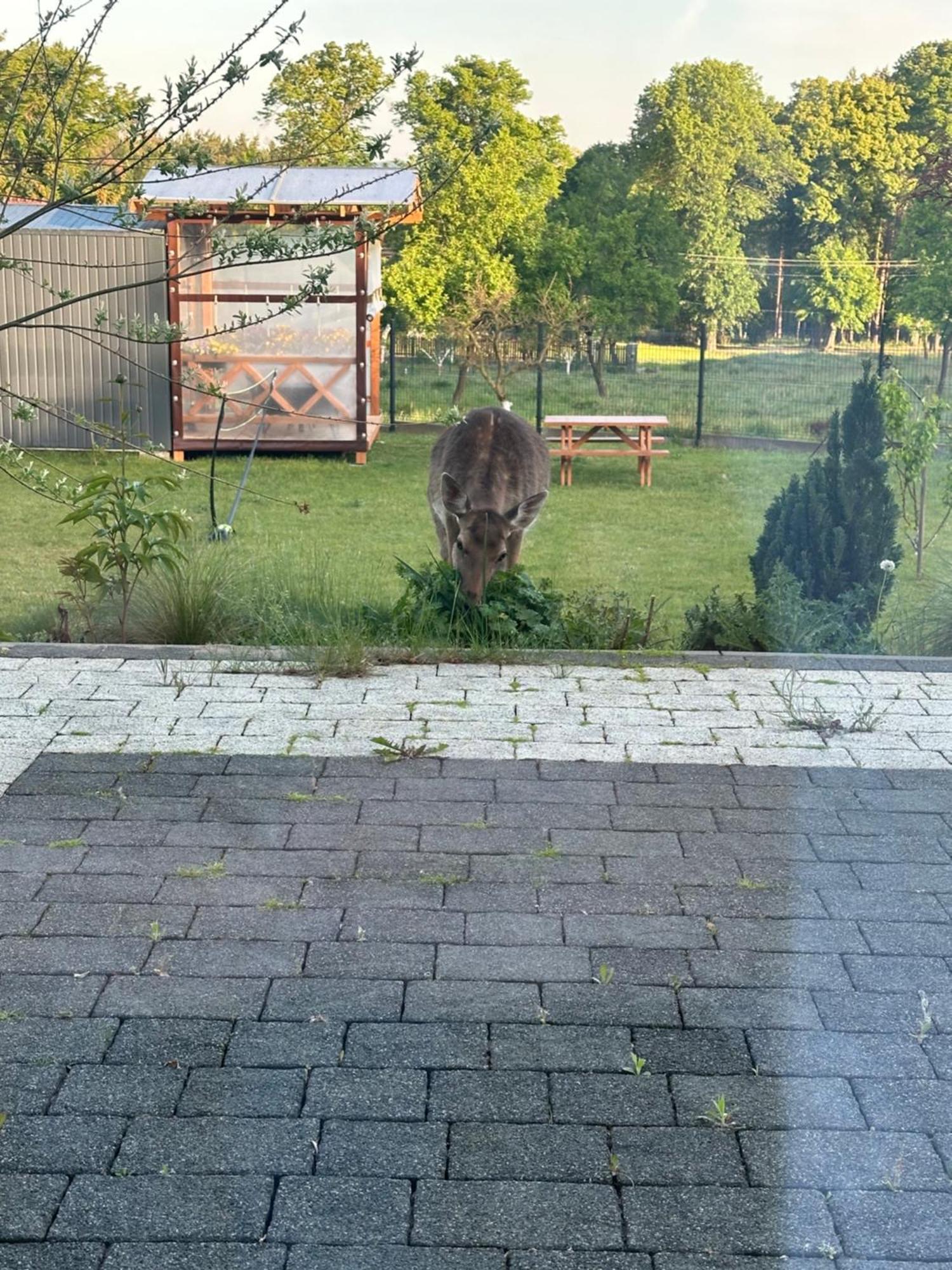 Swiety Spokoj Bielinek Cedynia Exterior photo